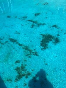 Black Algae in Swimming Pool